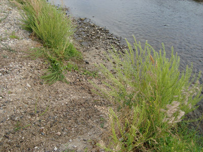 DSC04905.jpg