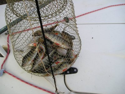 2.GBeglik ribata ot 16.VI.2011.JPG