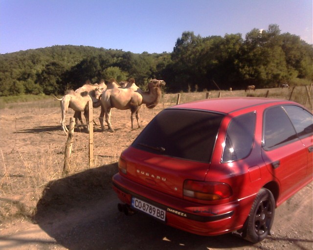 IMG0855A.jpg