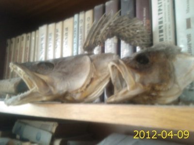 pic1.jpg