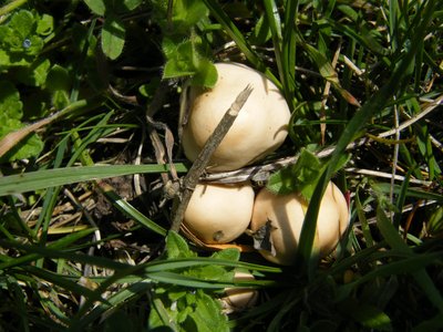 DSCF6795.JPG