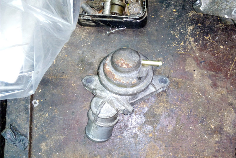 bov.jpg