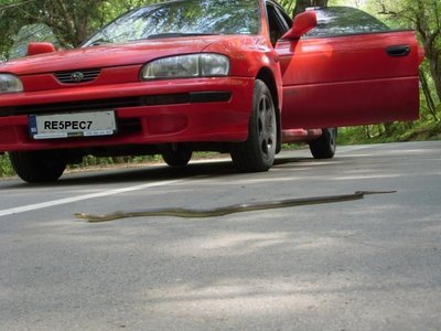 taipan.jpg